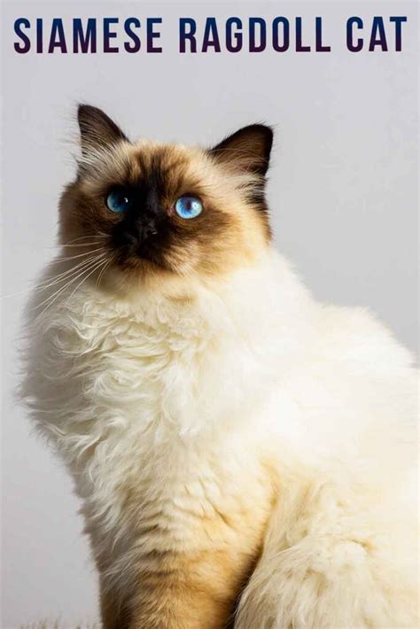 Ragdoll siamese mix Personality, Size, Adoption, Lifespan, Price ...