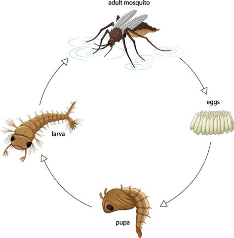 Mosquito Life Cycle Clipart | Porn Sex Picture