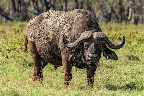 Old Male Cape Buffalo Photograph by Betty Eich - Pixels