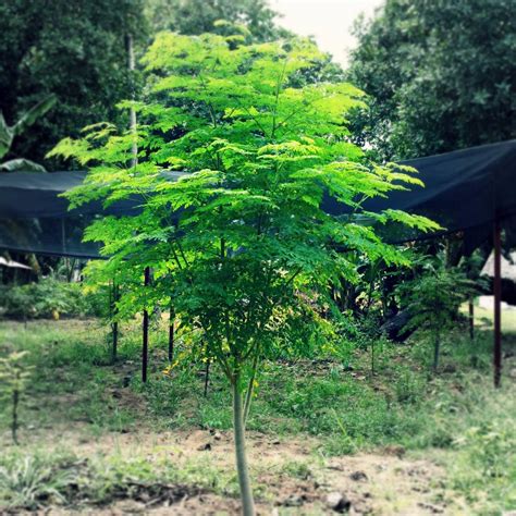 Moringa para el desarrollo - Wikiflora - Turismo botánico