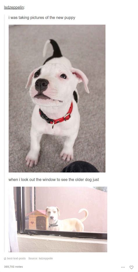 24 Dog Posts on Tumblr That Are Impossible Not to Laugh At | Funny ...