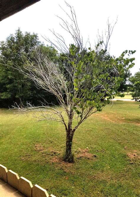 red bud tree disease Redbud tree eastern deciduous woody canadensis ...