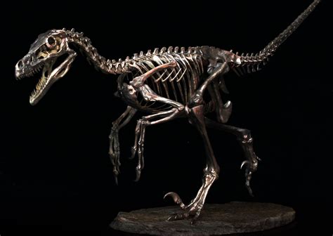 Velociraptor Skeleton