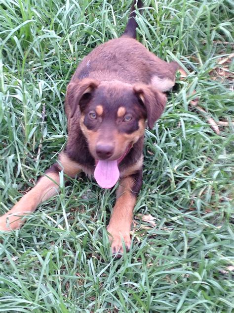 Red Kelpie Puppies