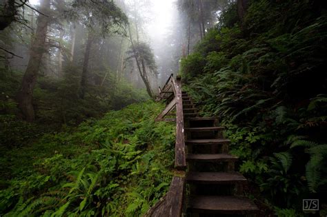 Rainforest Fog Wallpapers - Wallpaper Cave