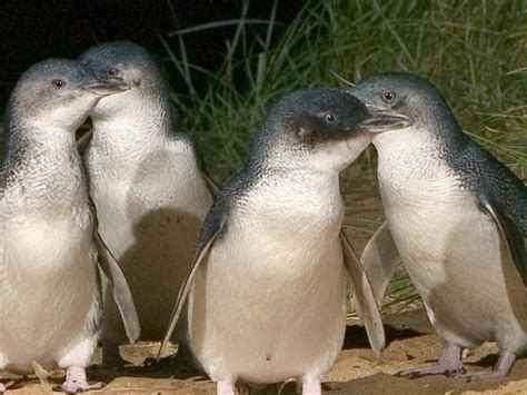 Phillip Island penguins: 11 things to know before you go | escape.com.au