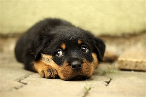 Rottweiler Puppy Dog - Free photo on Pixabay - Pixabay