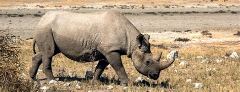 Khama Rhino Sanctuary | Mosu Safari Tours