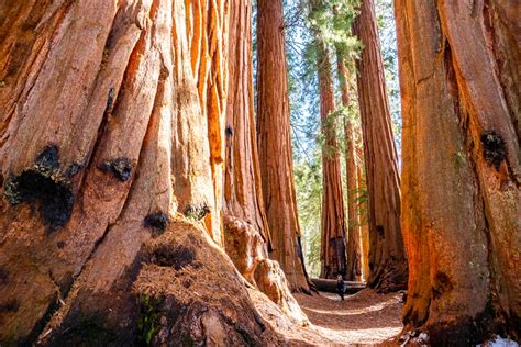 Congress Trail, one of the best hikes in Sequoia National Park - That Adventure Life