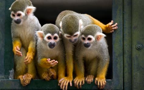 Monkeys bite one visitor a month at London Zoo | Metro News