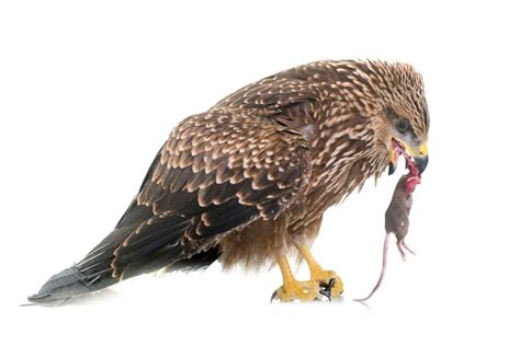 How Do Hawks Kill Their Prey? (Sharp Talons & Speed)