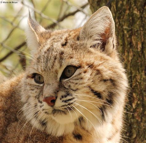 Bobcat-lynx hybrid | Project Noah