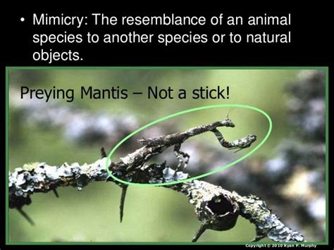 Mimicry Lesson PowerPoint, Animals, Environment,