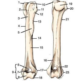 Canine Humerus Diagram | Quizlet