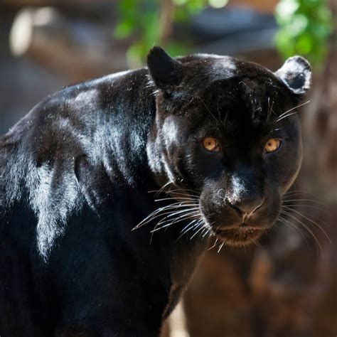 Premium Photo | Black Jaguar