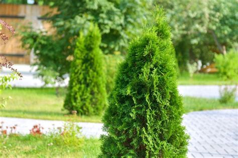 Little Giant Arborvitae: Perfect Dwarf Plant For Your Home