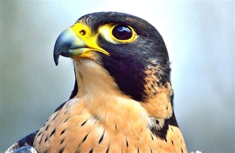 Falcon - Description, Habitat, Image, Diet, and Interesting Facts