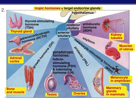 PPT - Endocrine System Hormones PowerPoint Presentation, free download ...