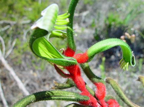 Hình ảnh miễn phí: màu đỏ, màu xanh lá cây, kangaroo, Hoa