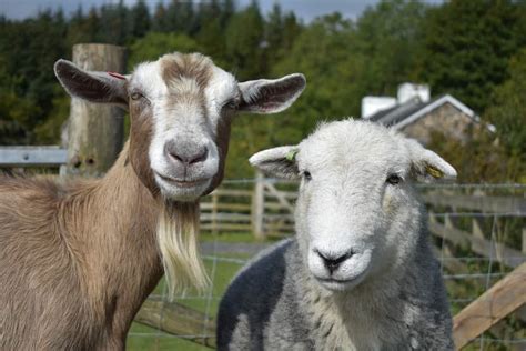 Goats VS Sheep - Which Is Better For Your Backyard?