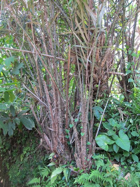 Temen (Plantation) | Salak tree. Great for fences. | Mark and Lily | Flickr