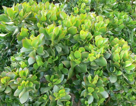 File:Crassula ovata - Jade Plant - South Africa 7.JPG