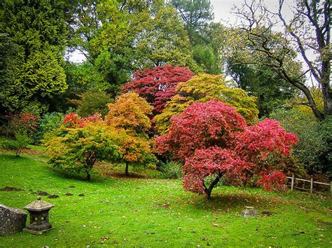 Complete Guide to Japanese Maples | Planting & Buying Japanese Maples