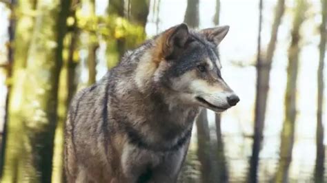 Largest Wolf Breed - Power and Majesty of Wolves