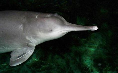 yangtze-river-dolphin | Endangered animals, Dolphins, River dolphin