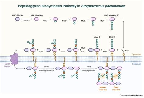 Bacterial Cell Wall Structure: Gram Positive vs Gram Negative