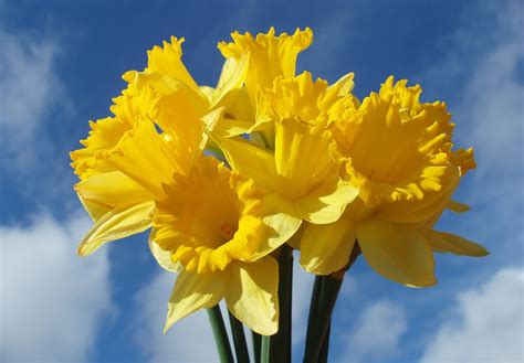 Super Symbolic Daffodil Meanings on Whats-Your-Sign