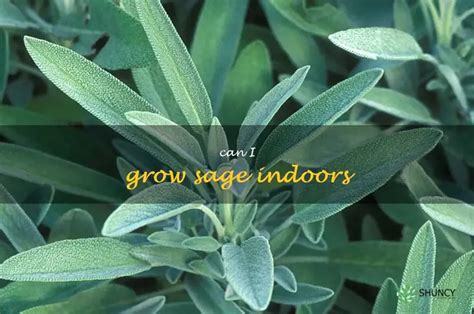 How To Grow Sage Indoors - A Comprehensive Guide For Gardeners | ShunCy