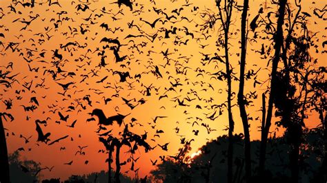 Bat Migration | Experiences | Wild Safari Guide