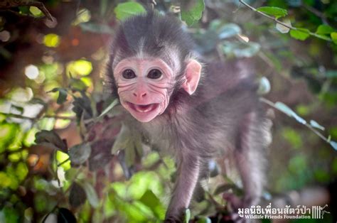 Infant Long-tailed Macaque Rescued - Wildlife Friends Foundation Thailand