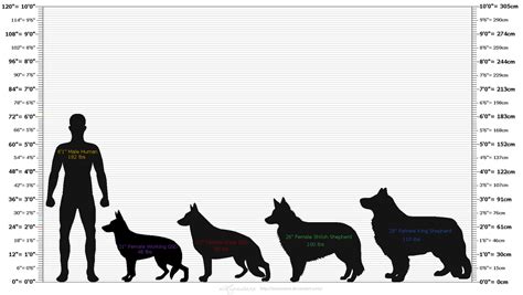 Wolf Vs German Shepherd Size Chart - Greenbushfarm.com