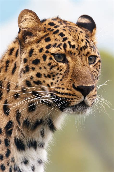 Leopard's Head Free Stock Photo - Public Domain Pictures