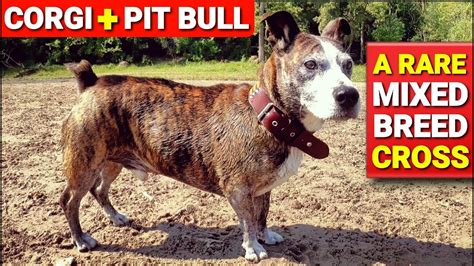 Corgi + PIT BULL - A Rare Mixed Breed Cross Combination - YouTube