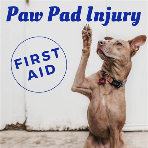 First Aid: How to Treat a Dog's Paw Pad Injury - HubPages