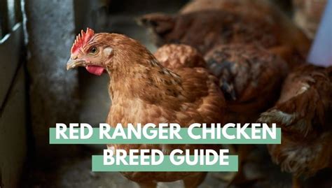 Red Ranger Chicken: Complete Breed Guide - Eco Peanut