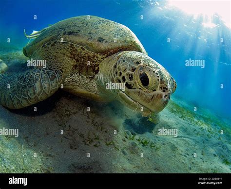 Red Sea diving Stock Photo - Alamy