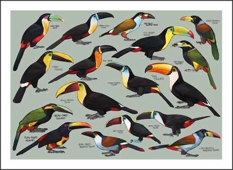 Toucan Species Poster Painting / Wall Art / Nature Print / Bird Poster ...