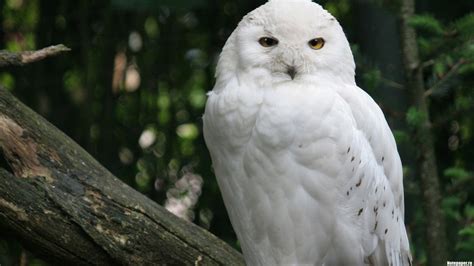 Snowy Owl HD Wallpaper | Background Image | 1920x1080 | ID:381266 ...