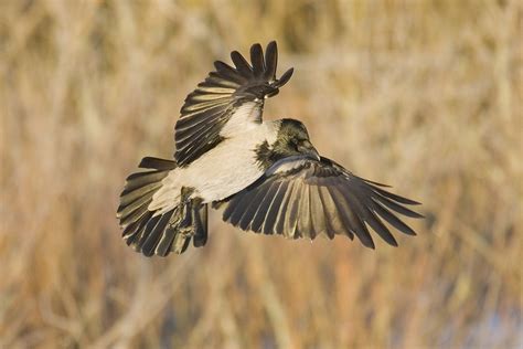 Hooded crow Free Photo Download | FreeImages