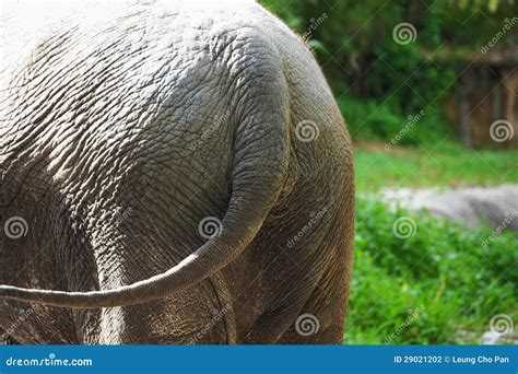 Elephant Tail Stock Photography - Image: 29021202