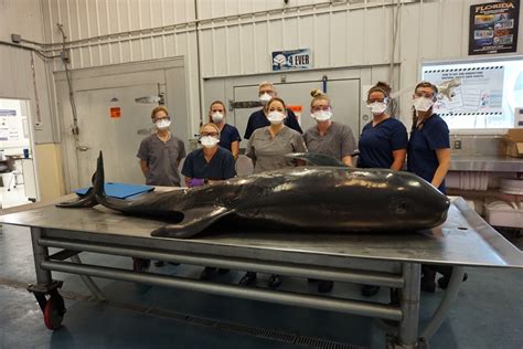 FAU | Study Details Toxic Elements Found in Stranded Whales and Dolphins