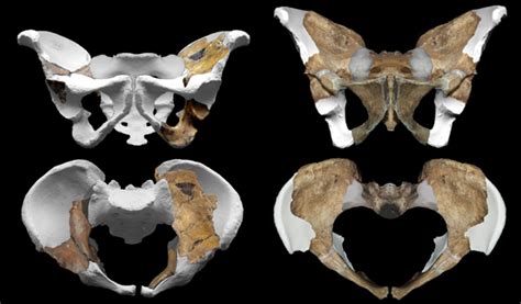 Homo Habilis Fossils