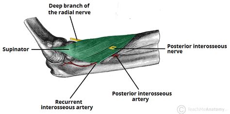 The Radial Nerve - Course - Motor - Sensory - TeachMeAnatomy