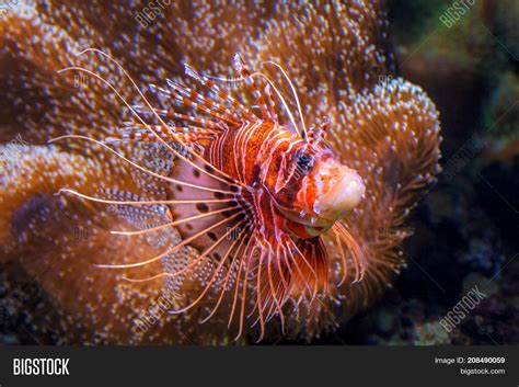 Pterois, Venomous Image & Photo (Free Trial) | Bigstock