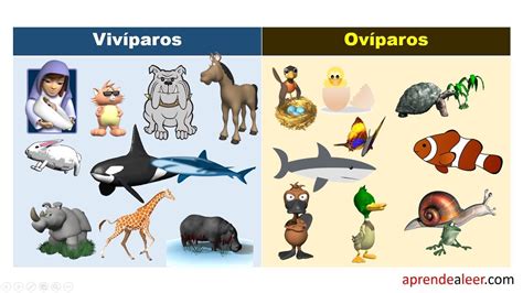 Animales viviparos y oviparos para niños de primaria - YouTube