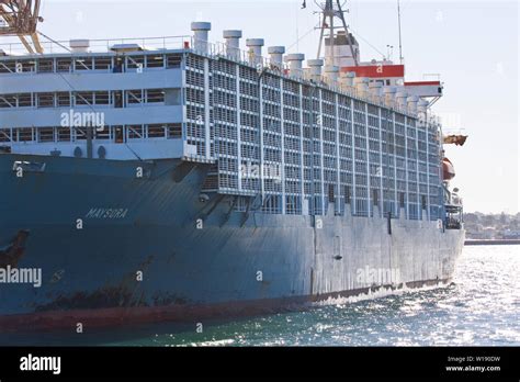 container ship,cattle lorry Stock Photo - Alamy